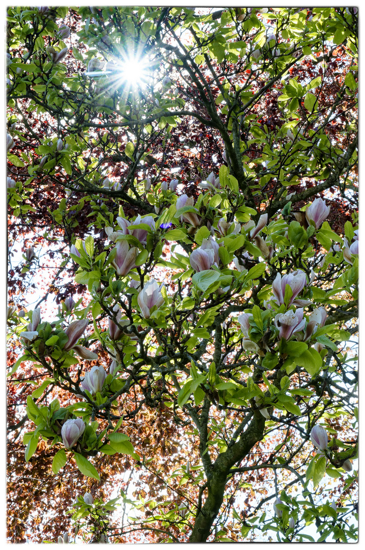 Mittwochsblümchen - Magnolie in Zartrosa