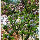 Mittwochsblümchen - Magnolie in Zartrosa