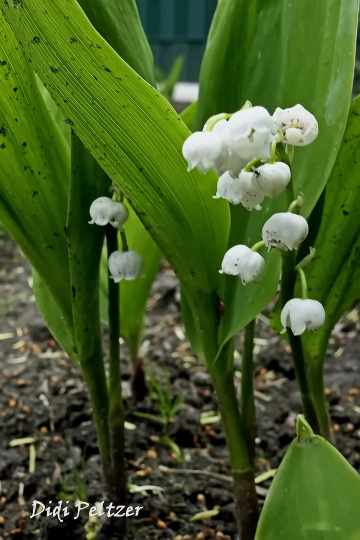 Mittwochsblümchen: Maiglöckchen ...