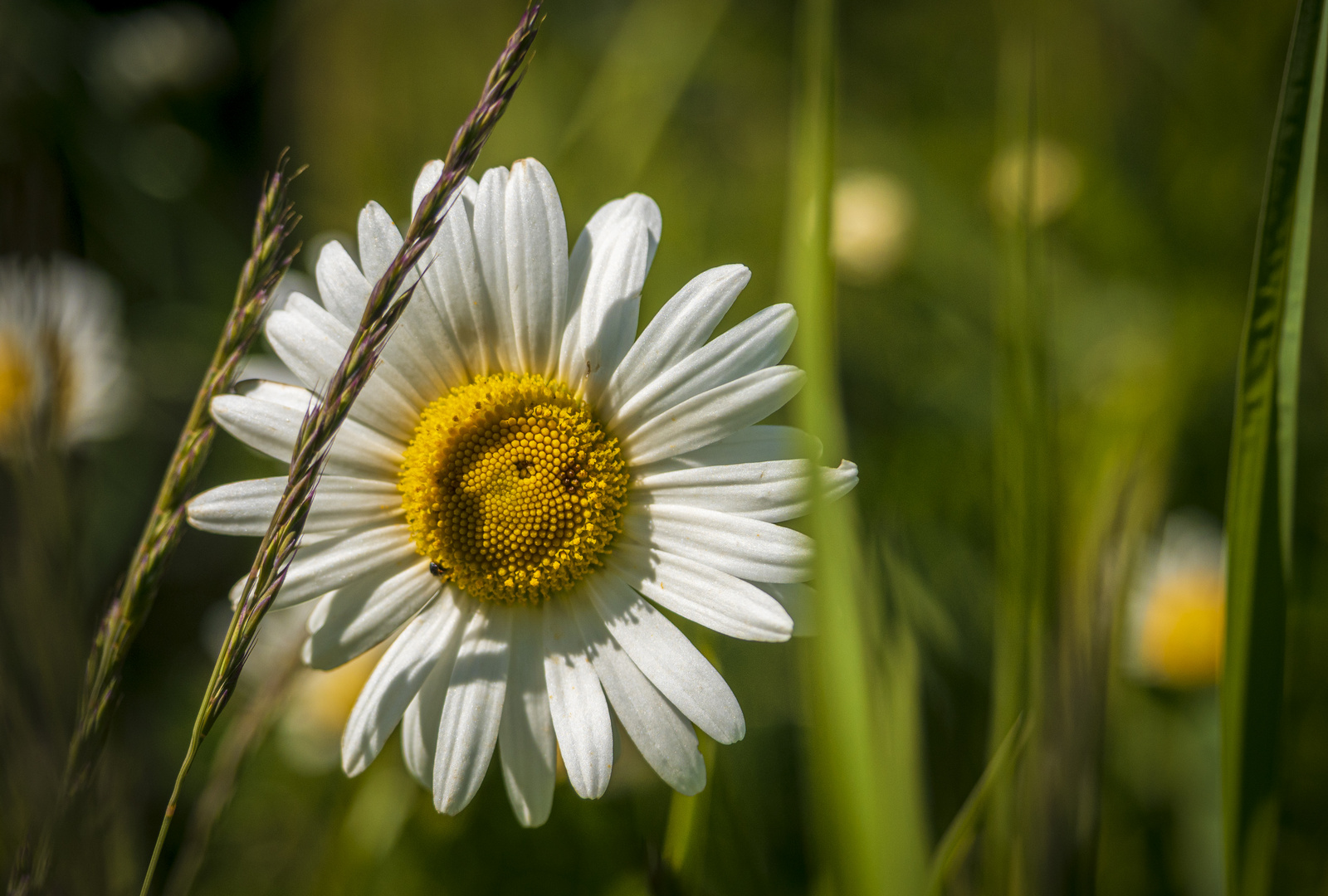 Mittwochsblümchen - Margerite