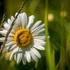 Mittwochsblümchen - Margerite