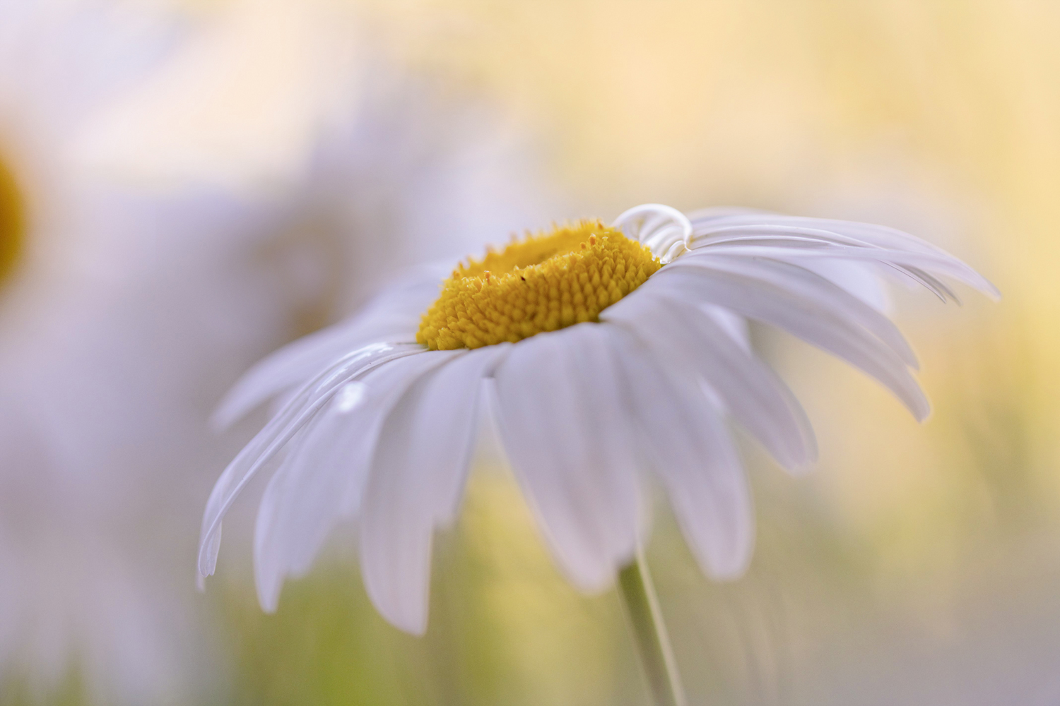 Mittwochsblümchen - Margerite