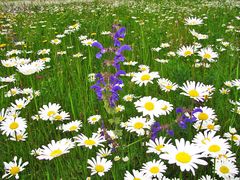 Mittwochsblümchen: Margerite und Salbei