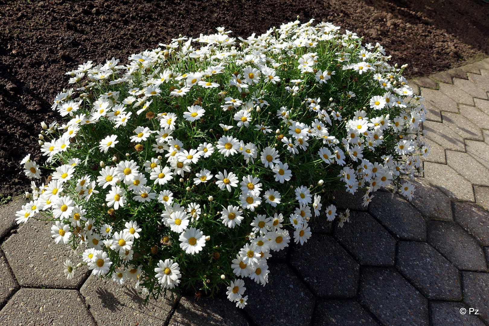 Mittwochsblümchen: Margeriten ...