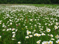 Mittwochsblümchen: Margeritten