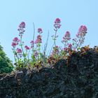 Mittwochsblümchen - Mauerblümchen