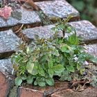 Mittwochsblümchen - Mauerblümchen