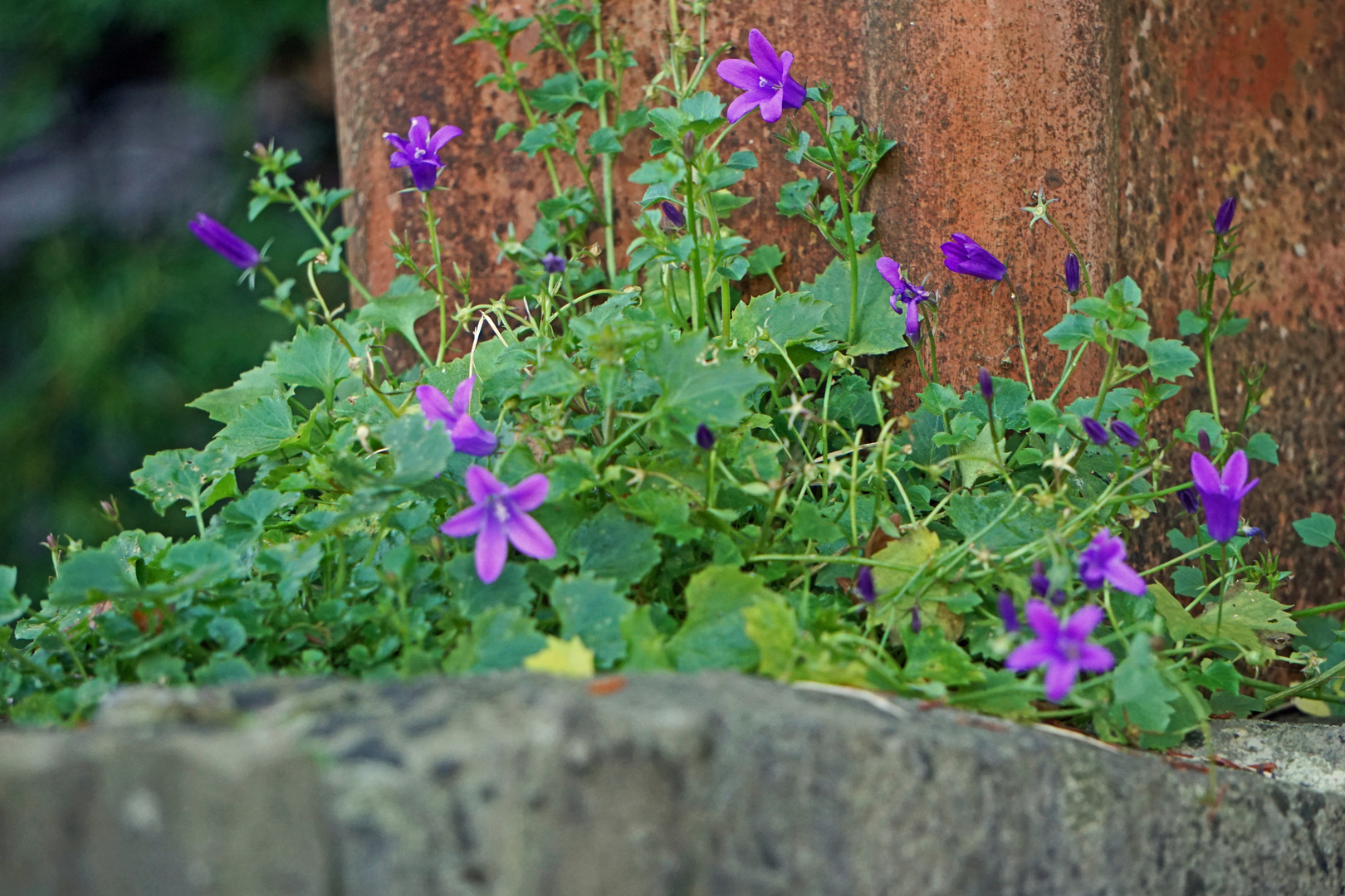 Mittwochsblümchen - Mauerblümchen