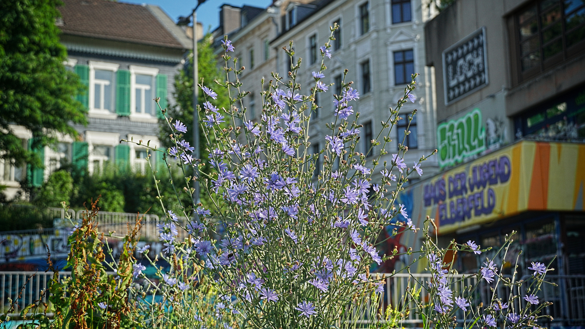 Mittwochsblümchen - Mauerblümchen