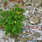 Mittwochsblümchen: Mauerblümchen