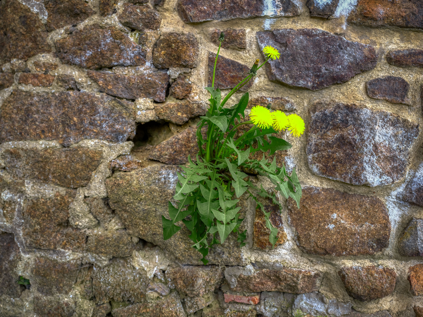 Mittwochsblümchen: "Mauerblümchen" ...