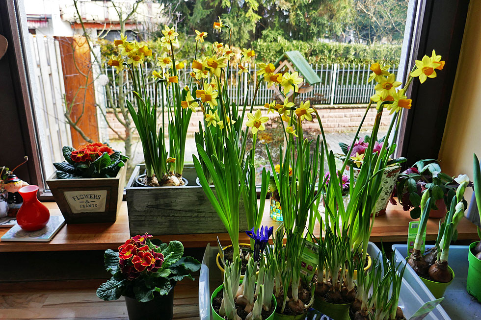 Mittwochsblümchen: Mein Küchenfenster