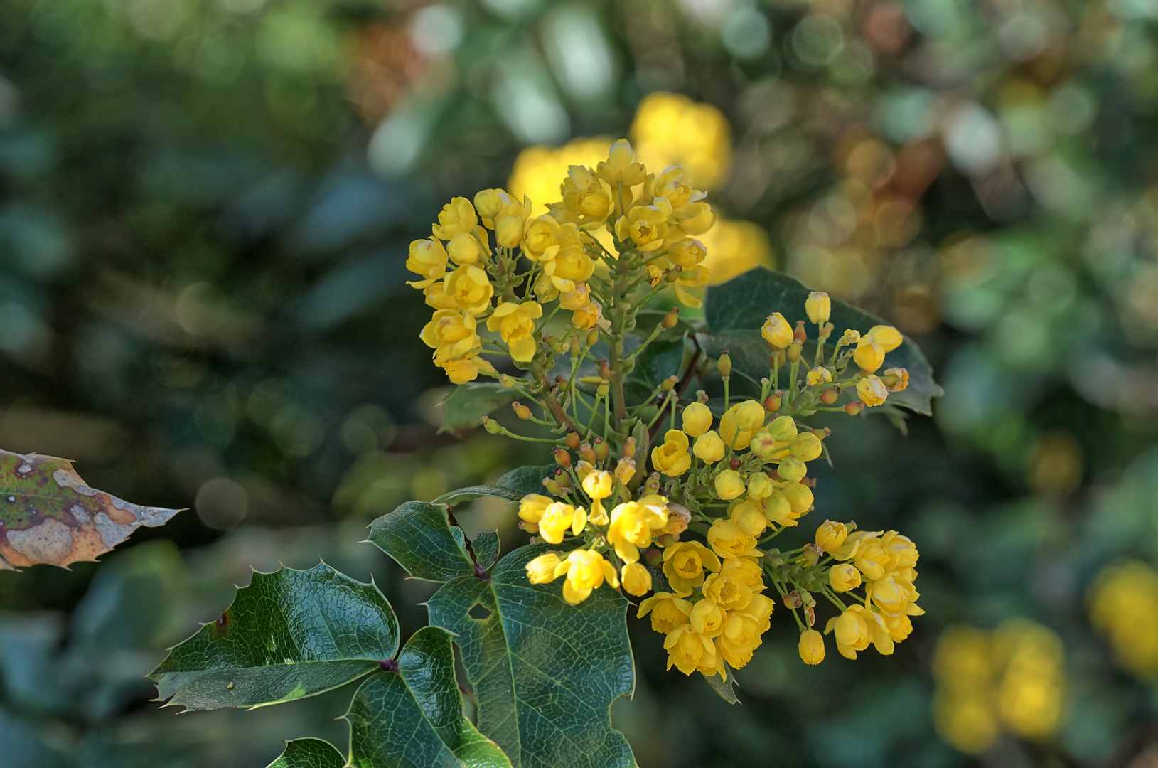 Mittwochsblümchen         Mercredi - Jaune ou Orange