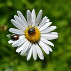 Mittwochsblümchen mit 2 Besuchern