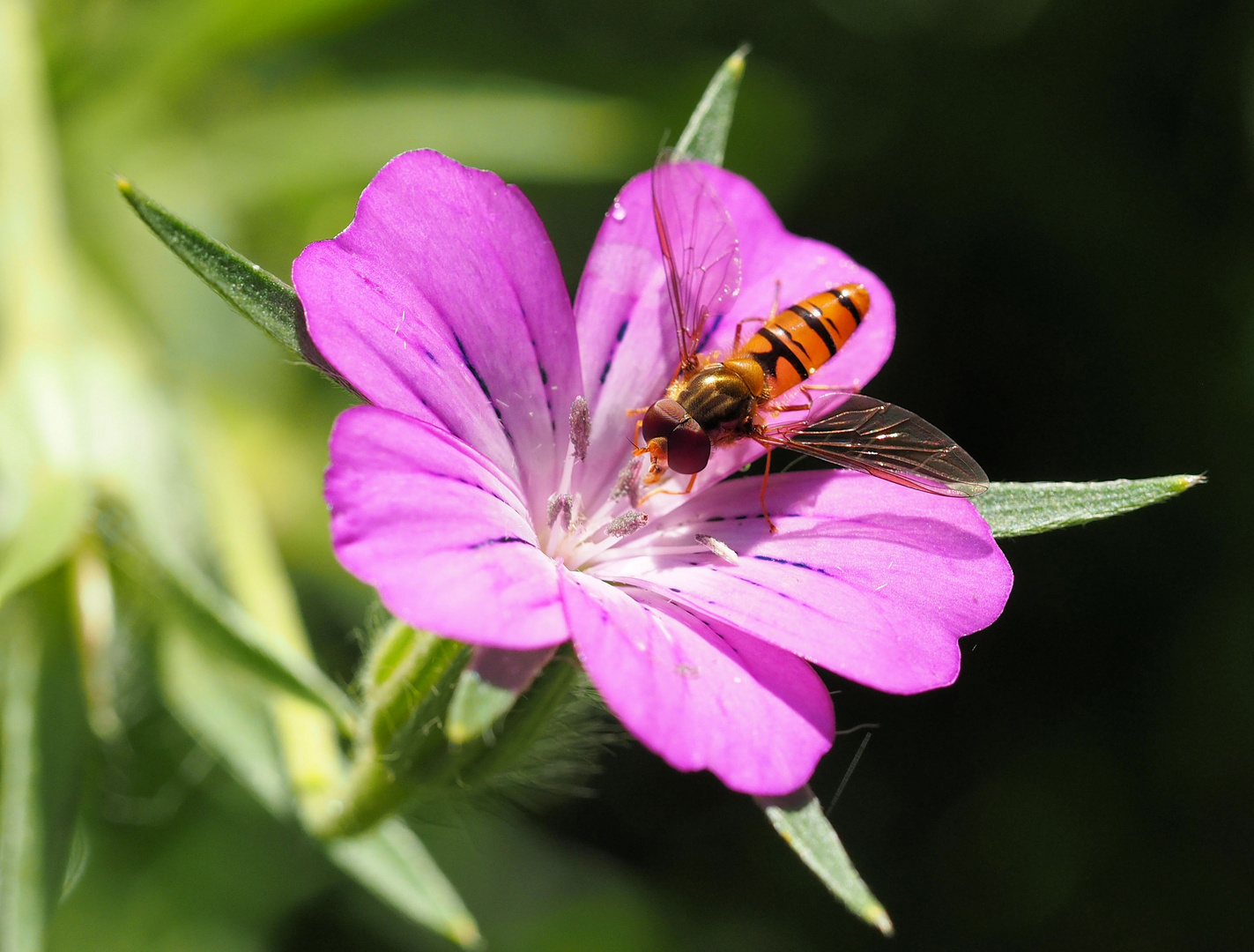 Mittwochsblümchen mit Anhang 