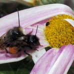 Mittwochsblümchen mit Anhang … 