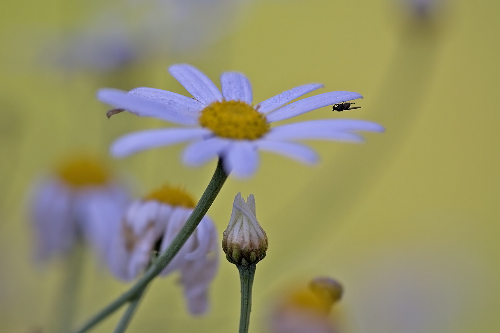 Mittwochsblümchen mit Anhang 2