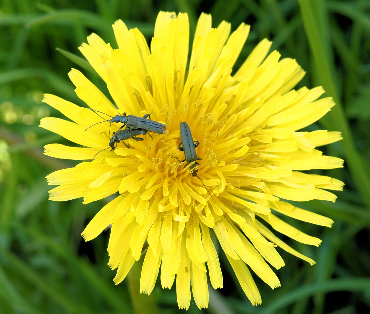 Mittwochsblümchen mit Anhang ..