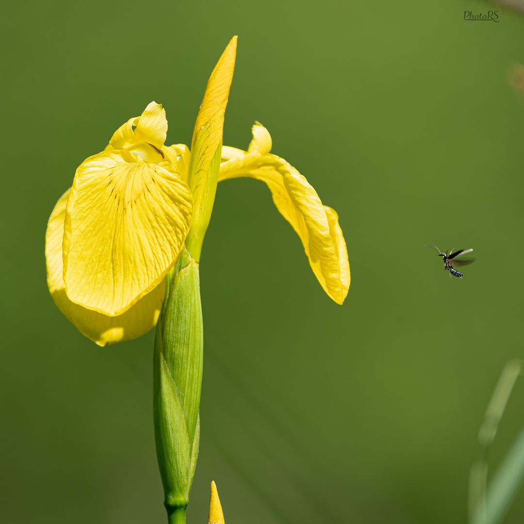 Mittwochsblümchen mit Beifang