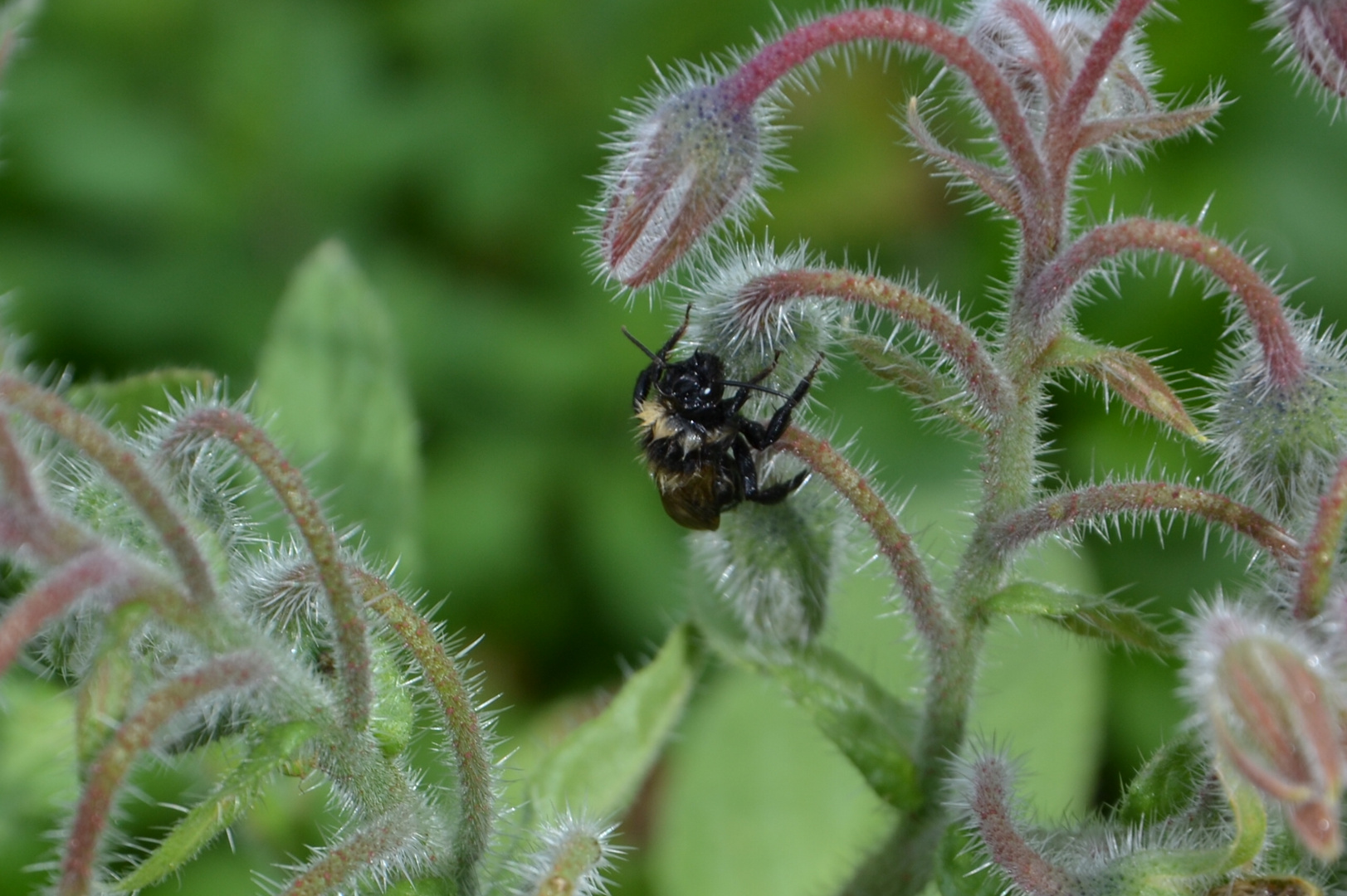 Mittwochsblümchen mit Besuch