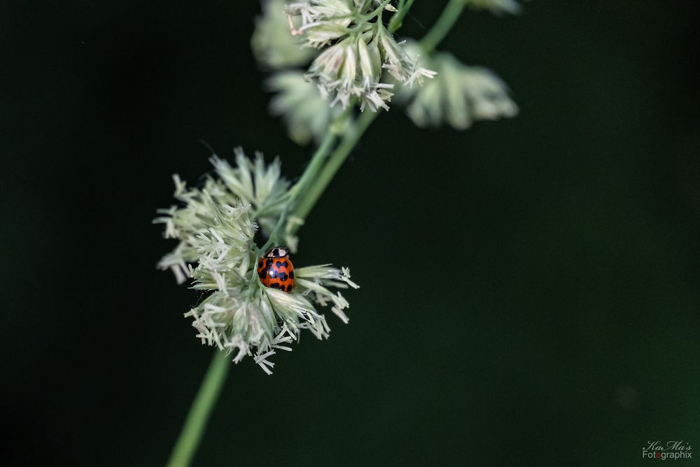 Mittwochsblümchen mit Besuch