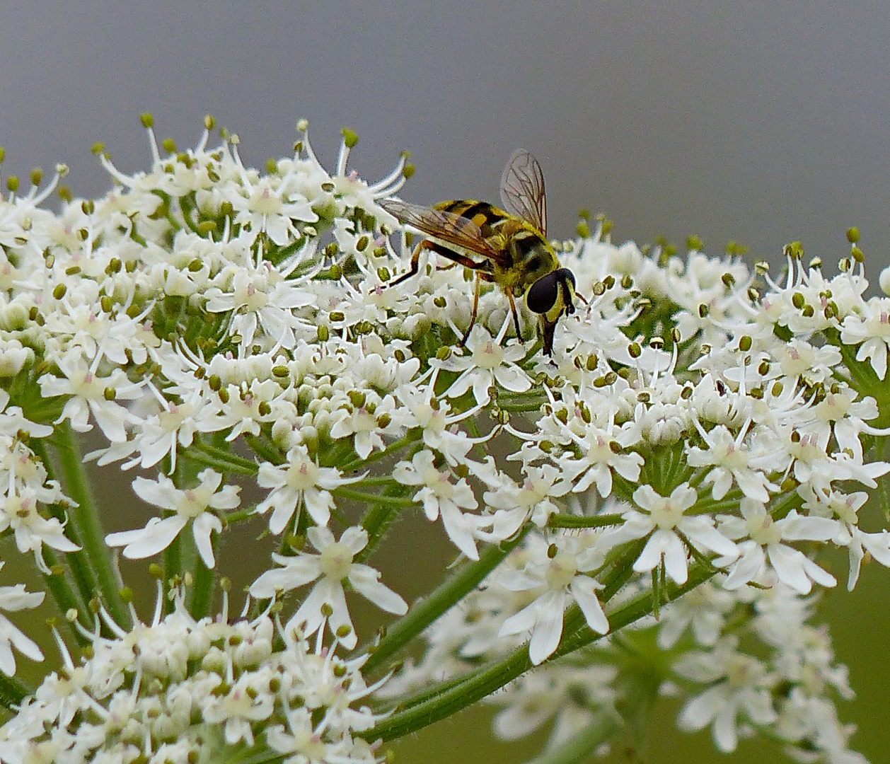  Mittwochsblümchen mit Besuch 