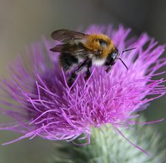 Mittwochsblümchen mit Besuch