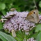 Mittwochsblümchen mit Besuch