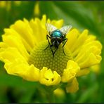 Mittwochsblümchen mit Besuch ...