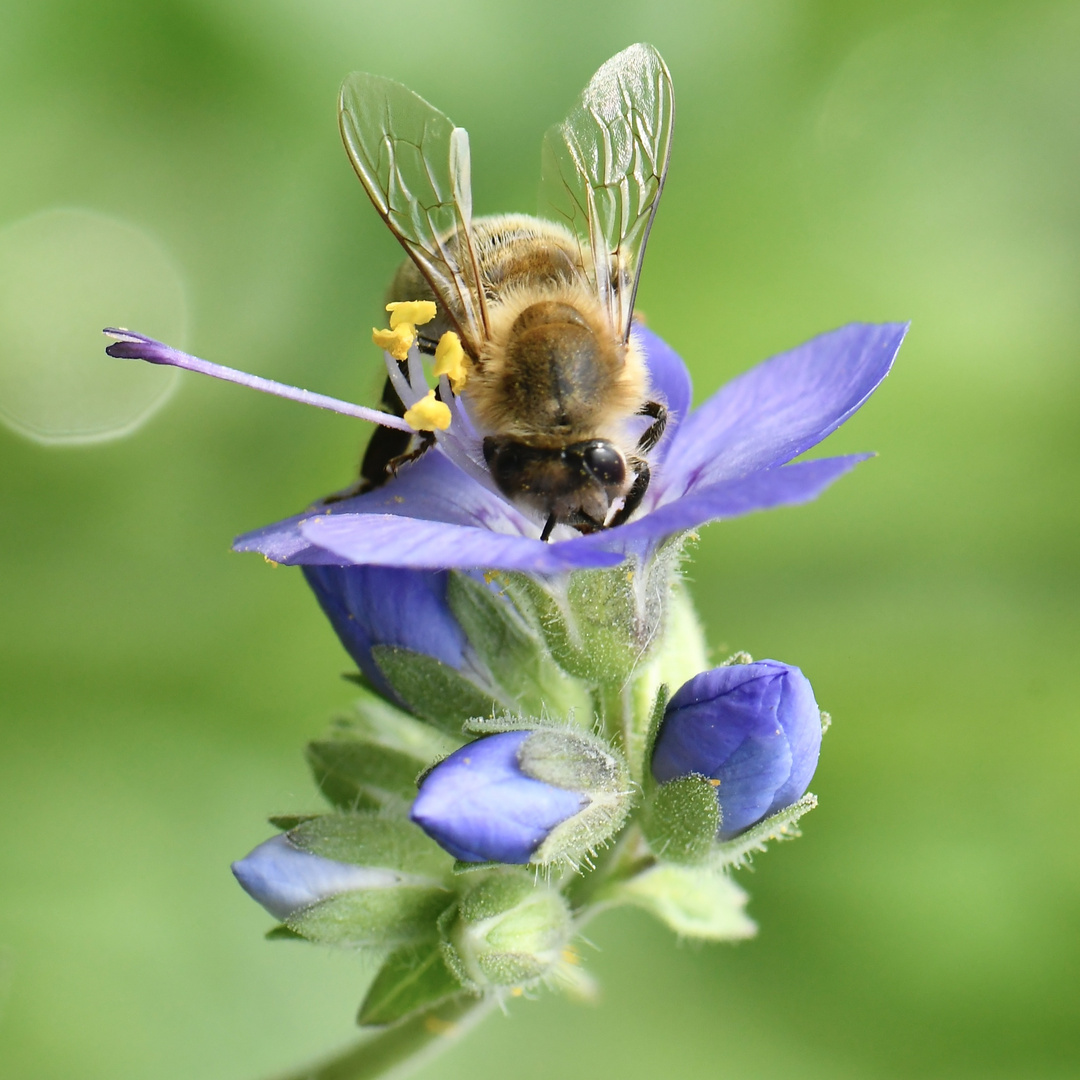 Mittwochsblümchen mit Besuch