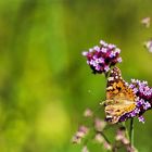 Mittwochsblümchen mit Besuch