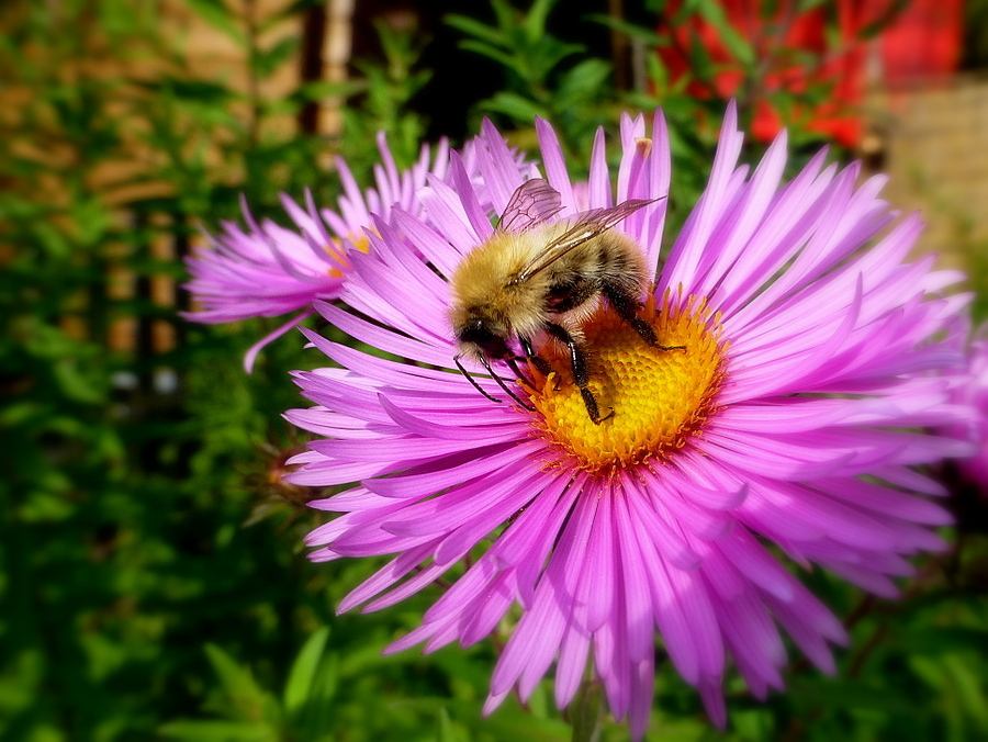 Mittwochsblümchen mit Besuch