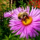 Mittwochsblümchen mit Besuch