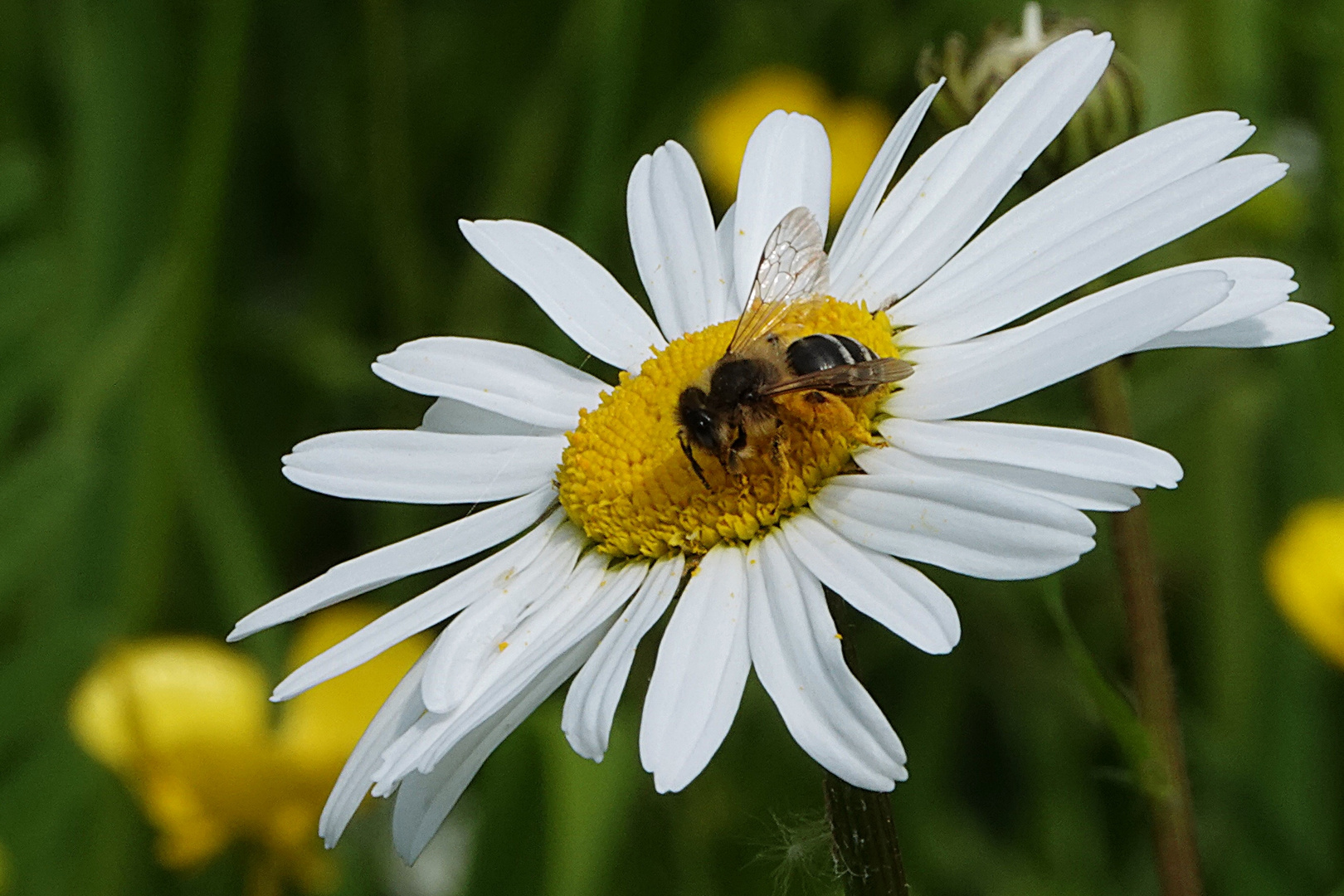 Mittwochsblümchen mit Besuch