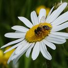 Mittwochsblümchen mit Besuch