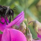 MITTWOCHSBLÜMCHEN MIT BESUCH