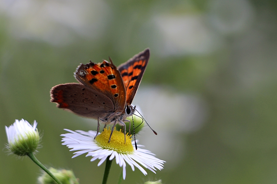 Mittwochsblümchen mit Besuch