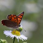 Mittwochsblümchen mit Besuch