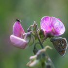 Mittwochsblümchen mit Besuch