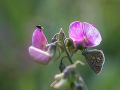 Mittwochsblümchen mit Besuch