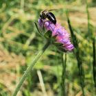 Mittwochsblümchen mit Besuch…