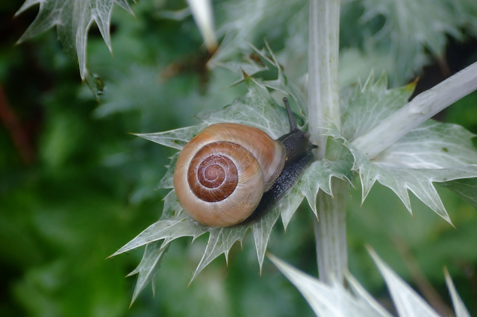 Mittwochsblümchen mit Besuch