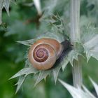 Mittwochsblümchen mit Besuch