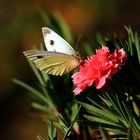 Mittwochsblümchen mit Besuch