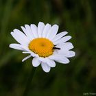 Mittwochsblümchen mit Besuch