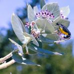 Mittwochsblümchen mit Besuch