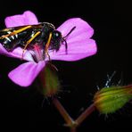 Mittwochsblümchen mit Besuch….