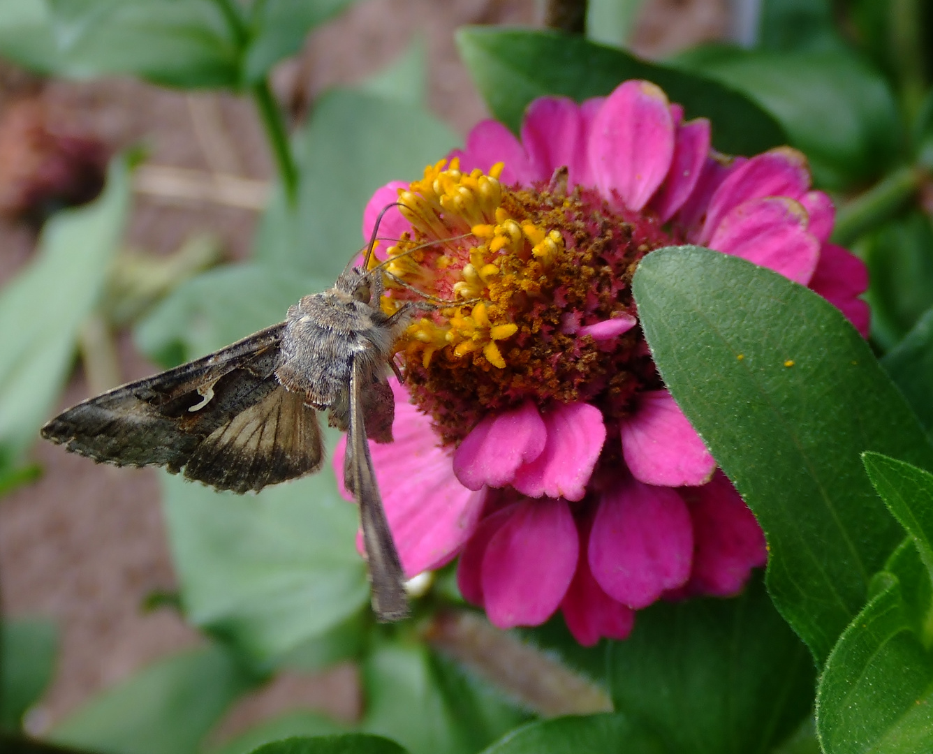 Mittwochsblümchen mit Besuch