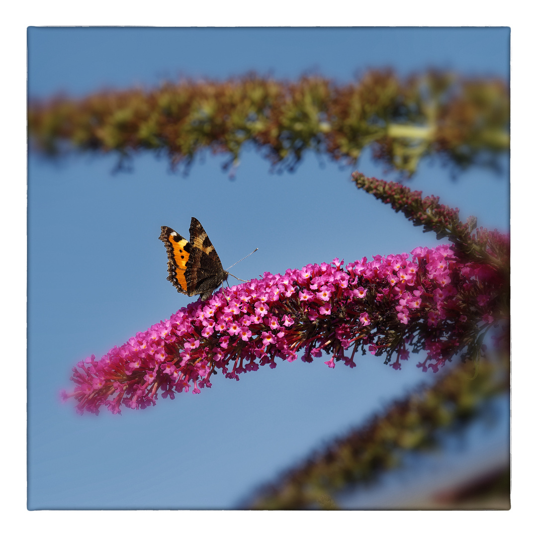 Mittwochsblümchen mit Besuch