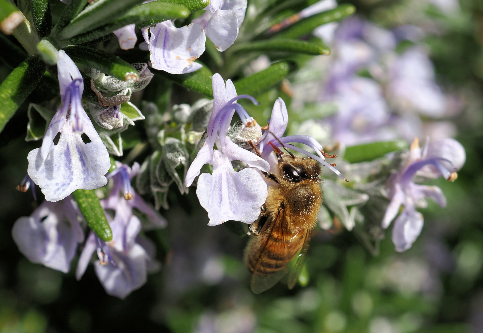 Mittwochsblümchen mit Besuch …